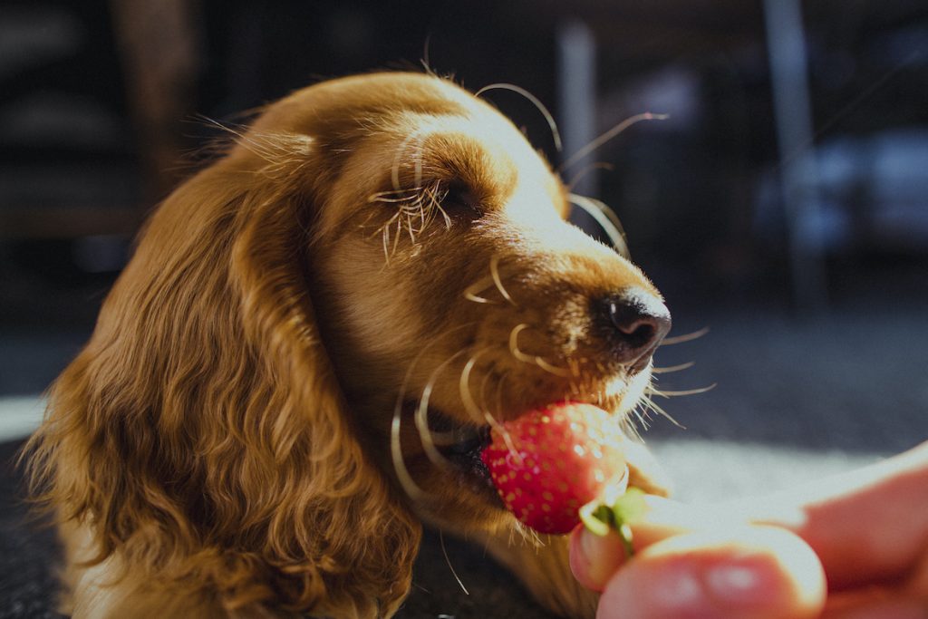 An adorable Cocker Spaniel puppy sitting on the floor eating a strawberry out of his owner's hand.