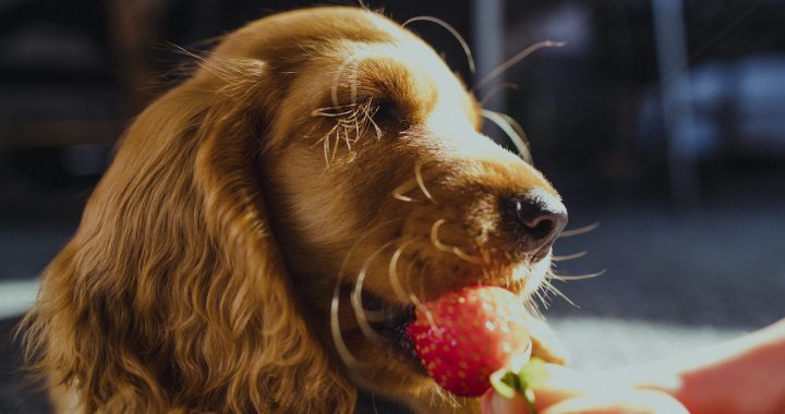 An adorable Cocker Spaniel puppy sitting on the floor eating a strawberry out of his owner's hand.