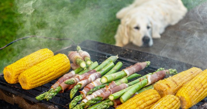 Gourmet barbecue. Grill veggies - corn, asparagus with bacon and prosciutto. Golden retriever napping during family barbeque in the backstage of summer terrace. (Gourmet barbecue. Grill veggies - corn, asparagus with bacon and prosciutto. Golden retri