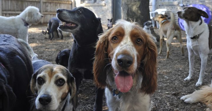 Large group of dogs (about 15) milling around in outside playlot of doggie day care facility. Some dogs are looking in the camera.  Breeds: "Brittany Spaniel" center looking in camera in center; "Beagle" on left; "Labrador" in middle