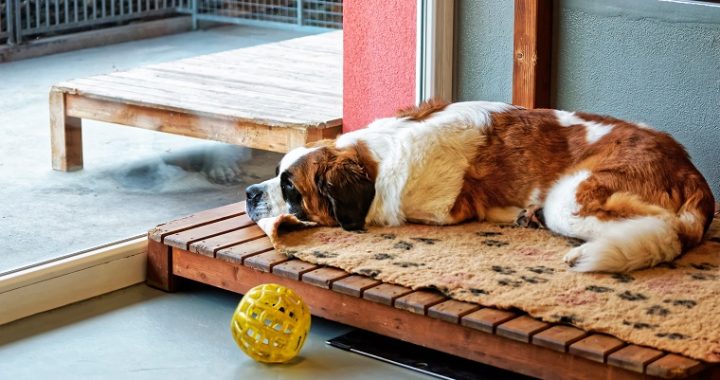 Saint Bernard dog lying in breeding kennel, Martigny, Switzerland