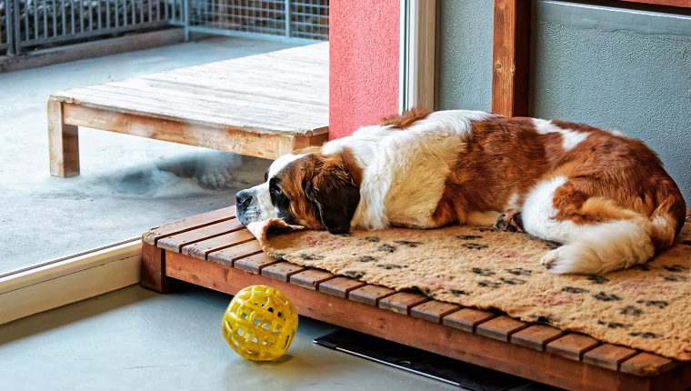 Saint Bernard dog lying in breeding kennel, Martigny, Switzerland