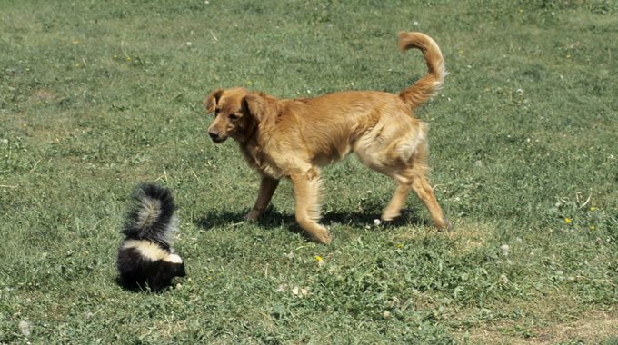 Striped Skunk, Mephitis mephitis, In defensive posture trying to spray dog, captive