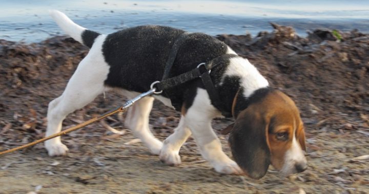 [b]Purebred tricolor beagle puppy following its nose on a muddy beach.[/b]


[i]beagle puppy[/i]
[url=http://www.istockphoto.com/stock-photo-26232253-i-hope-nobody-sees-me-peeing.php][img]http://i.istockimg.com/file_thumbview_approve.php?size=2&id=26232253[/img][/url]

[url=http://www.istockphoto.com/stock-photo-26266436-i-found-some-shade-and-a-hat.php][img]http://i.istockimg.com/file_thumbview_approve.php?size=2&id=26266436[/img][/url]
[url=http://www.istockphoto.com/stock-photo-26200536-embarrassment.php][img]http://i.istockimg.com/file_thumbview_approve.php?size=2&id=26200536[/img][/url]



[i]more animals

freshwater birds:[/i]
[url=http://www.istockphoto.com/stock-photo-26364887-lazy-pelican.php][img]http://i.istockimg.com/file_thumbview_approve.php?size=1&id=26364887[/img][/url] [url=http://www.istockphoto.com/stock-photo-26202289-pelican-preening.php][img]http://i.istockimg.com/file_thumbview_approve.php?size=1&id=26202289[/img][/url] 
 
[url=http://www.istockphoto.com/stock-photo-26379006-pelicans-resting.php][img]http://i.istockimg.com/file_thumbview_approve.php?size=1&id=26379006[/img][/url] [url=http://www.istockphoto.com/stock-photo-26187749-duck-in-a-hurry.php][img]http://i.istockimg.com/file_thumbview_approve.php?size=1&id=26187749[/img][/url] 

[url=http://www.istockphoto.com/stock-photo-26505868-swan-in-the-lake.php][img]http://i.istockimg.com/file_thumbview_approve.php?size=1&id=26505868[/img][/url]