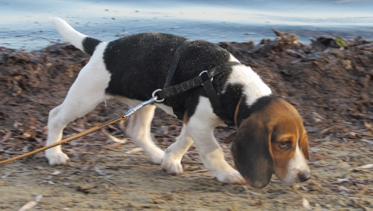 [b]Purebred tricolor beagle puppy following its nose on a muddy beach.[/b]


[i]beagle puppy[/i]
[url=http://www.istockphoto.com/stock-photo-26232253-i-hope-nobody-sees-me-peeing.php][img]http://i.istockimg.com/file_thumbview_approve.php?size=2&id=26232253[/img][/url]

[url=http://www.istockphoto.com/stock-photo-26266436-i-found-some-shade-and-a-hat.php][img]http://i.istockimg.com/file_thumbview_approve.php?size=2&id=26266436[/img][/url]
[url=http://www.istockphoto.com/stock-photo-26200536-embarrassment.php][img]http://i.istockimg.com/file_thumbview_approve.php?size=2&id=26200536[/img][/url]



[i]more animals

freshwater birds:[/i]
[url=http://www.istockphoto.com/stock-photo-26364887-lazy-pelican.php][img]http://i.istockimg.com/file_thumbview_approve.php?size=1&id=26364887[/img][/url] [url=http://www.istockphoto.com/stock-photo-26202289-pelican-preening.php][img]http://i.istockimg.com/file_thumbview_approve.php?size=1&id=26202289[/img][/url] 
 
[url=http://www.istockphoto.com/stock-photo-26379006-pelicans-resting.php][img]http://i.istockimg.com/file_thumbview_approve.php?size=1&id=26379006[/img][/url] [url=http://www.istockphoto.com/stock-photo-26187749-duck-in-a-hurry.php][img]http://i.istockimg.com/file_thumbview_approve.php?size=1&id=26187749[/img][/url] 

[url=http://www.istockphoto.com/stock-photo-26505868-swan-in-the-lake.php][img]http://i.istockimg.com/file_thumbview_approve.php?size=1&id=26505868[/img][/url]