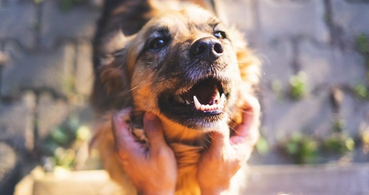 happy dog smiling while his owner petting him.