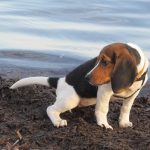 Raising Your Puppy: 6 Tips To Help With Housetraining