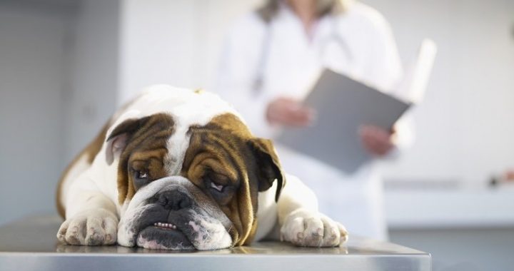 Sick Bulldog on Veterinarian's Table