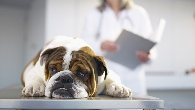 Sick Bulldog on Veterinarian's Table